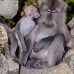 monkey_macaque_balinese_mf_ubud_v_0138_bal0138.jpg